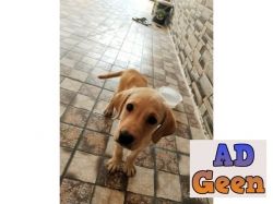 2 months lab for sale